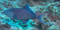 Odonus niger