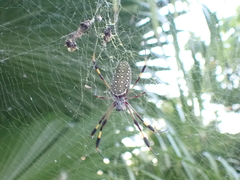 Trichonephila clavipes