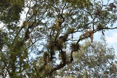 Tillandsia prodigiosa