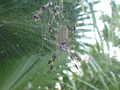 Trichonephila clavipes