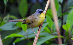 Geothlypis poliocephala