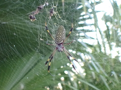 Trichonephila clavipes