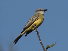 Tyrannus melancholicus