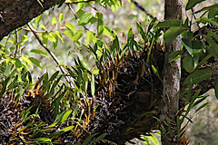 Dendrobium monophyllum