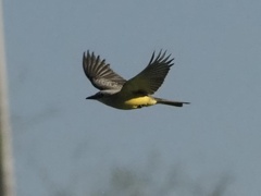 Tyrannus melancholicus