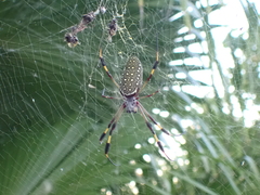 Trichonephila clavipes