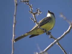 Tyrannus melancholicus