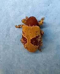 Rhinochenus stigma