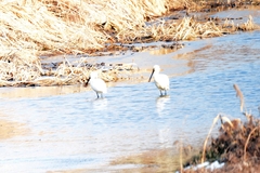 Platalea leucorodia