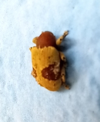 Rhinochenus stigma