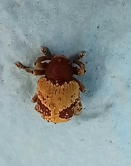 Rhinochenus stigma