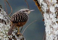 Campylorhynchus zonatus