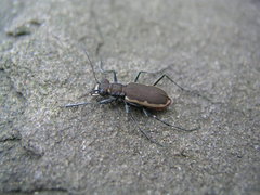 Cicindela marginipennis