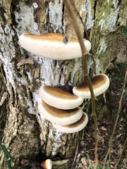 Ganoderma resinaceum