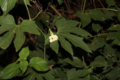 Trichosanthes subvelutina