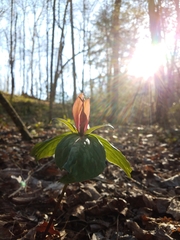 Trillium