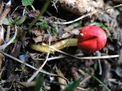 Leratiomyces erythrocephalus