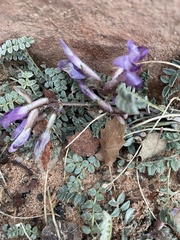 Astragalus zionis