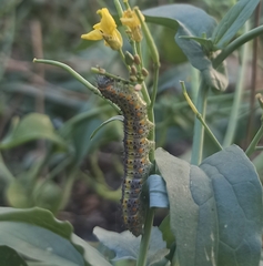 Tatochila