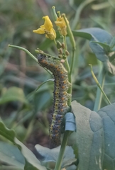 Tatochila