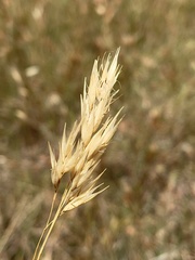 Rytidosperma duttonianum
