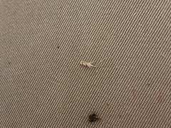 Rytidosperma duttonianum