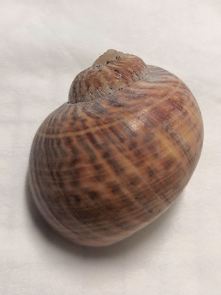 Cryptonatica huanghaiensis