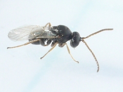 Cynipinae