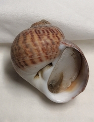 Cryptonatica huanghaiensis