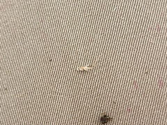 Rytidosperma duttonianum