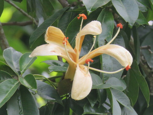 Ceiba samauma, photograph 5