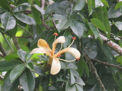 Ceiba samauma