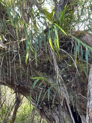 Dianella sandwicensis