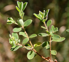 Pimelea altior