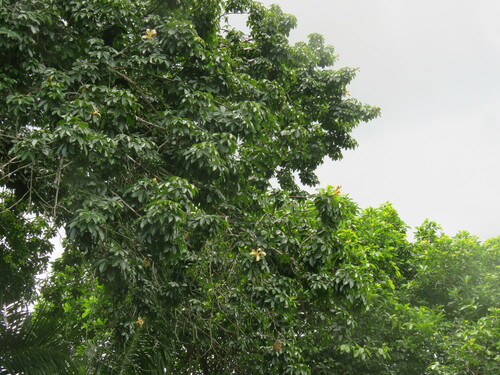 Ceiba samauma, photograph 6