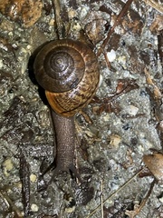 Helminthoglypta nickliniana
