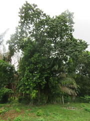 Ceiba samauma