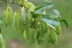 Dalbergieae