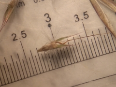 Rytidosperma unarede