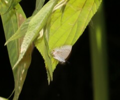 Catopyrops florinda