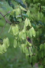 Dalbergieae