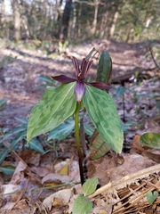 Trillium stamineum
