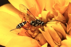 Glabridorsum stokesii