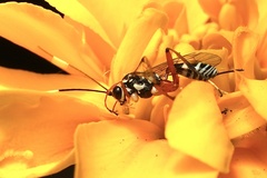 Glabridorsum stokesii