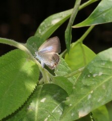Catopyrops florinda