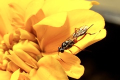 Glabridorsum stokesii