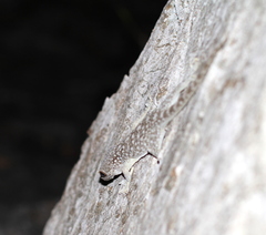 Blaesodactylus boivini