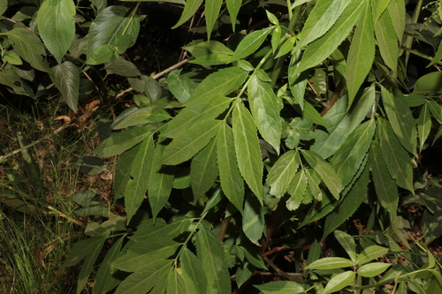 Sambucus australasica (Sambucus australasica)