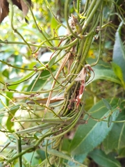 Gentianales