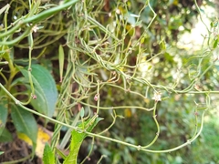 Gentianales